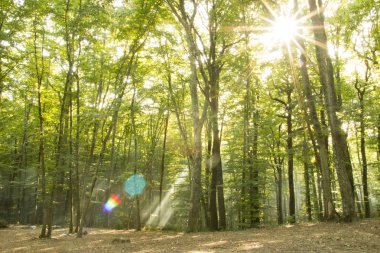 güneş ışığı ve orman