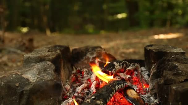 Eld på skogen — Stockvideo