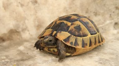 taşa turtle 