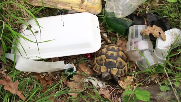 Abfall und Schildkröten — Stockvideo