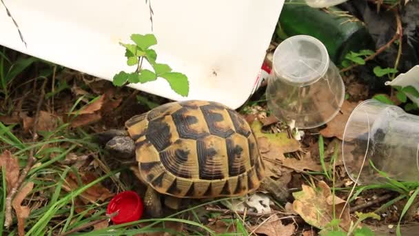 Desperdicios y tortugas — Vídeo de stock