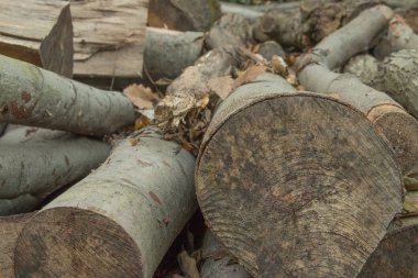 ahşap kereste orman