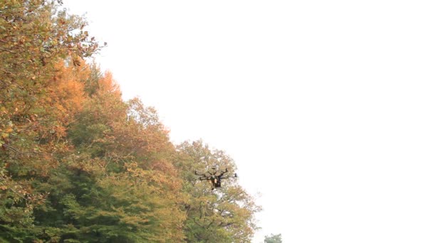 Cámara de drones y árbol — Vídeo de stock