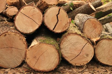 Şömine için günlükleri