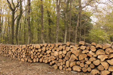 Şömine için günlükleri