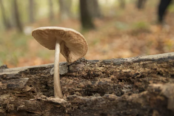 mantar günlükleri hakkında