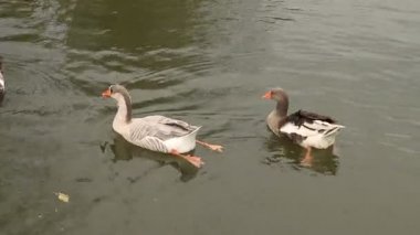 ördek ve kazlar Yüzme