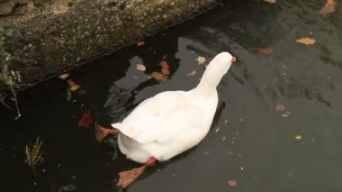 ördek ve kazlar Yüzme