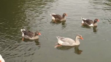 ördek ve kazlar Yüzme