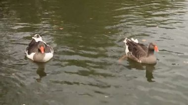 ördek ve kazlar Yüzme
