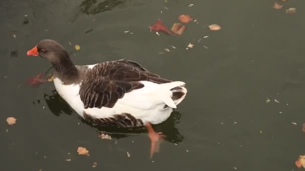 Ördek ve kazlar Yüzme — Stok video