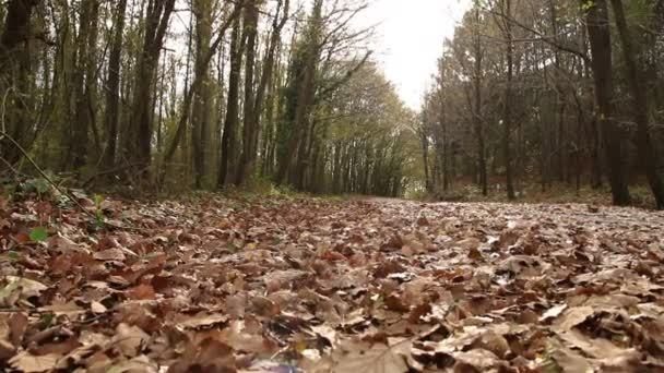 Hösten i skogen — Stockvideo