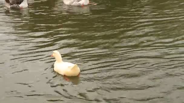 Enten und Gänse schwimmen — Stockvideo