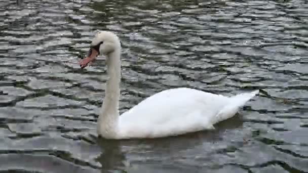 Witte zwanen aan het meer — Stockvideo