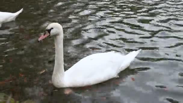 Weiße Schwäne am See — Stockvideo