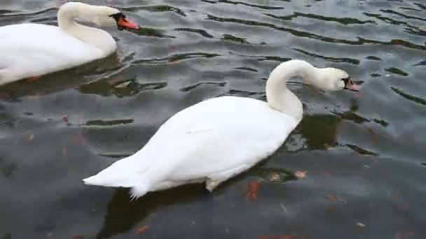 Cygnes blancs au lac 