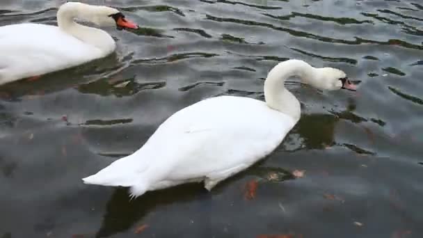 Witte zwanen aan het meer — Stockvideo