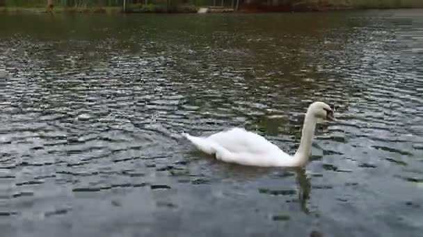 Cisnes brancos no lago — Vídeo de Stock