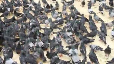 dışarıda Güvercinler sürüsü