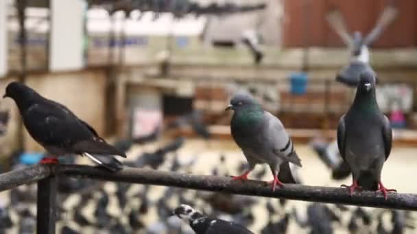 Troupeau de pigeons à l'extérieur — Video