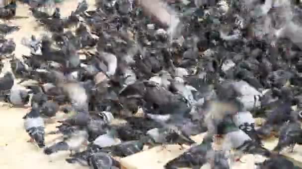 Troupeau de pigeons à l'extérieur — Video