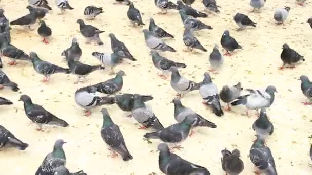 Pigeons herd at outside — Stock Video