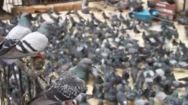 Troupeau de pigeons à l'extérieur — Video