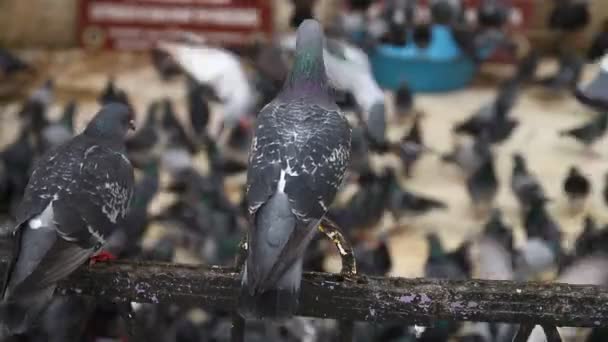 Pigeons herd at outside — Stock Video