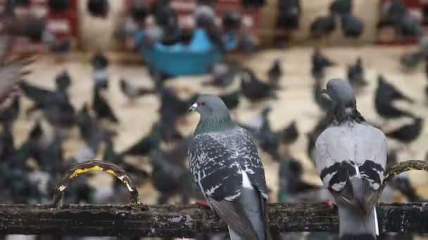 Troupeau de pigeons à l'extérieur — Video