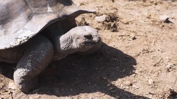 Tartaruga gigante Aldabra na natureza. Um animal. . — Vídeo de Stock