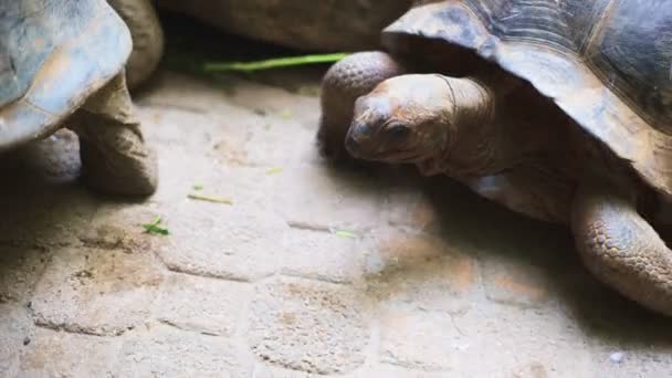 Aldabra giant tortoise in nature. Relationship — Stock Video