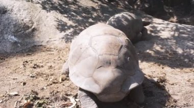 Aldabra dev kaplumbağa doğada. İki hayvan.