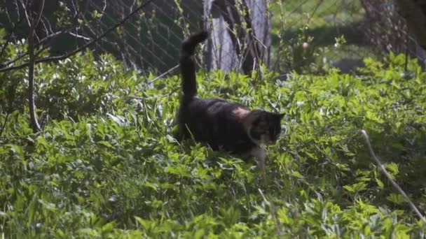 Кішка крастиметься в траві — стокове відео