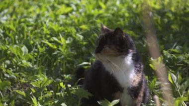Renk kedi esneme çim