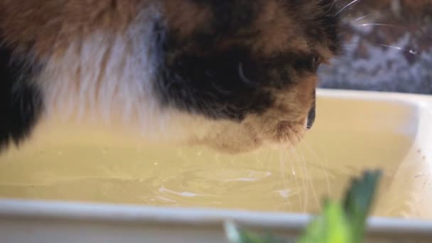 Cat Lap Up Water — Stok Video