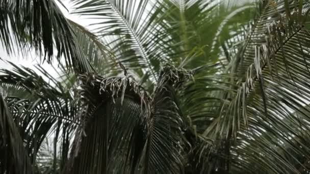 Pioggia tropicale nelle maldive — Video Stock