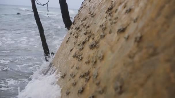 Granchi sulla parete dell'isola di pietra — Video Stock