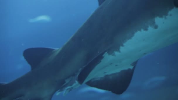Tiburón grande en el oceanario — Vídeo de stock