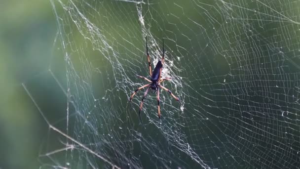 Giant wood spider on the web — Stock Footage Giant wood spider on the web Stock Video