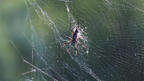 Aranha de madeira gigante na teia — Vídeo de Stock