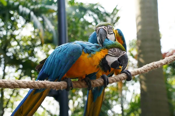 Dwie Papugi Siedzą Gałęzi — Zdjęcie stockowe