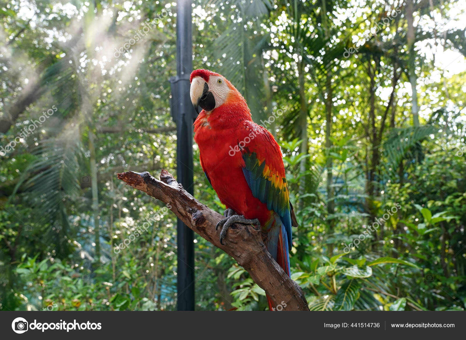 Burung Beo Merah Duduk Cabang Taman Stok Foto C Sergafomin 441514736