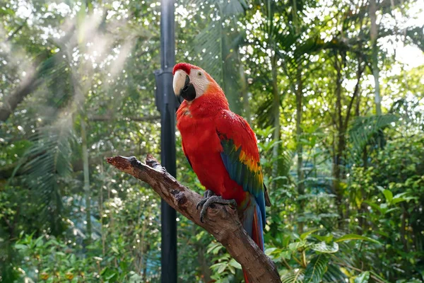 Czerwona Papuga Siedziała Gałęzi Parku — Zdjęcie stockowe