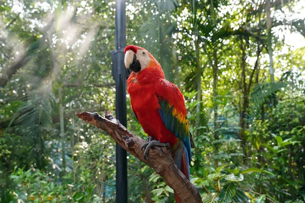 Loro Guacamayo Rojo Sentado Una Rama Parque — Foto de Stock