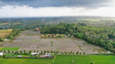 Pirinç terasları Bali 'deki en popüler doğal cazibelerden biridir.