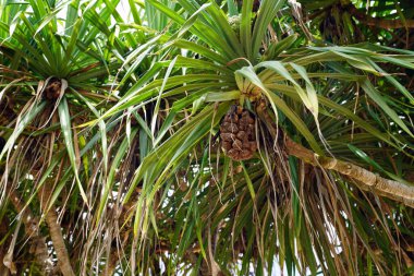 Pandanus tectorius, Pandanaceae familyasından bir bitki türü.