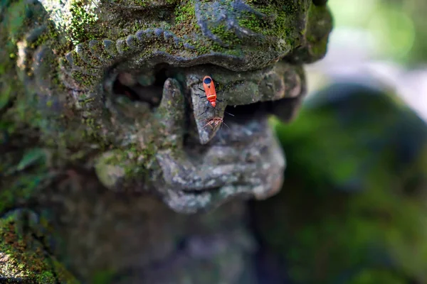 Insectes Rampent Sur Une Statue Pierre Lion Envahi Mousse — Photo