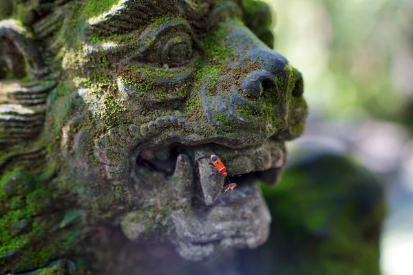 Insetos Rastejam Uma Estátua Pedra Leão Coberto Com Musgo — Fotografia de Stock