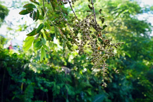 Rameau Avec Des Fruits Sur Arbre — Photo