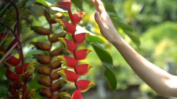 Heliconia Duża Egzotyczna Tropikalna Roślina Której Liście Tworzą Fałszywe Łodygi — Wideo stockowe